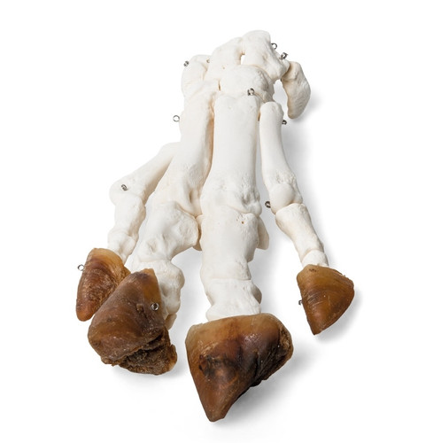 Pig Foot (Sus Scrofa) Bones