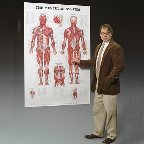 The Muscular System Giant Plastic Chart