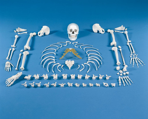 Full Skeleton Bones Unassembled 3020