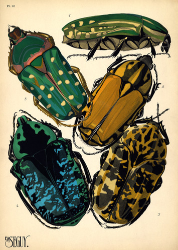 E.A. Séguy Insectes Plate 12