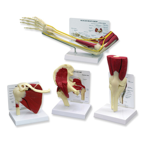 Muscled Joint Model Set (Hip, Knee, Elbow and Shoulder)