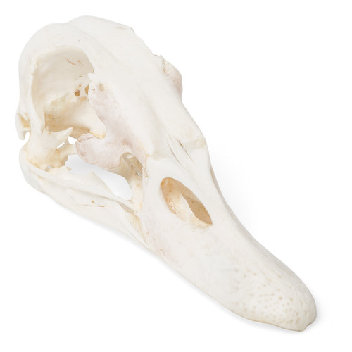 Duck Skull (Anas Platyrhynchos Domestica) 1020981