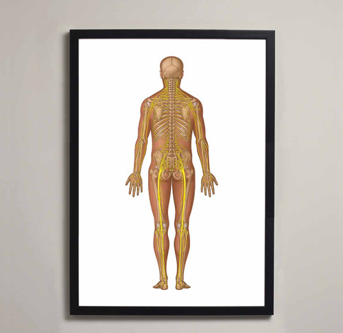 Spinal Nerve Anatomy Fine Art Illustration Print