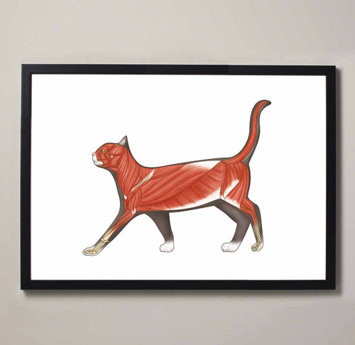 Feline Muscular Anatomy Fine Art Illustration Print