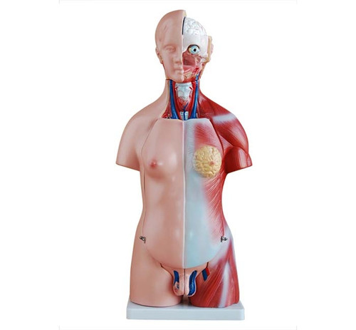 Budget Unisex Torso Model (23 part) XC-205