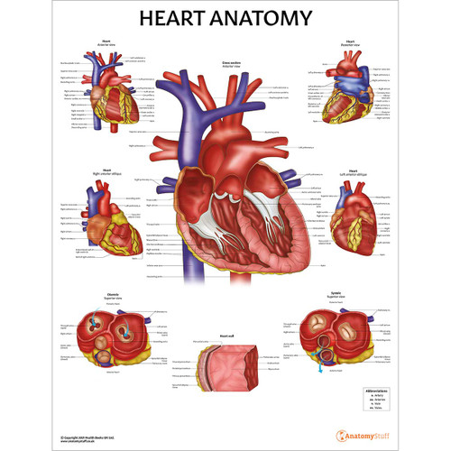 Laminated Heart Anatomy Chart