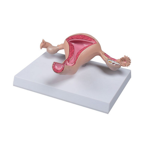 Uterus Model L261