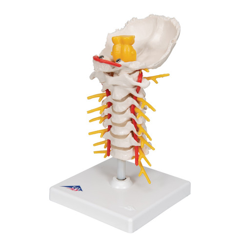 Flexible Cervical Spine Model A72 / 1000144 | Neck Anatomy| 3B Scientific