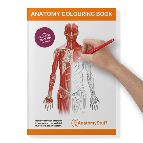 Anatomy Colouring Book