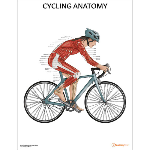 Cycling Anatomy Female Chart