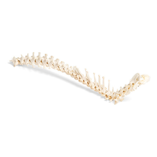 Flexible Dog Spinal Column (Canis Lupus Familiaris)