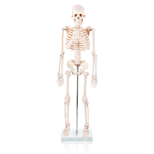Anterior View XC-102 Half Size Skeleton Model