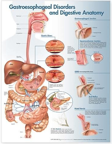 Laminated Gastroesophageal Disorders and Digestive Anatomy Chart