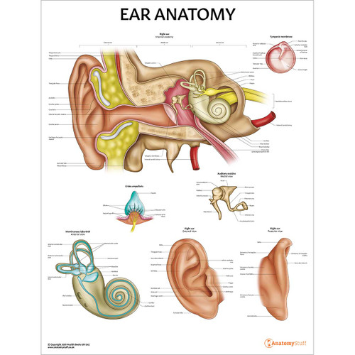 Laminated Ear Anatomy Chart