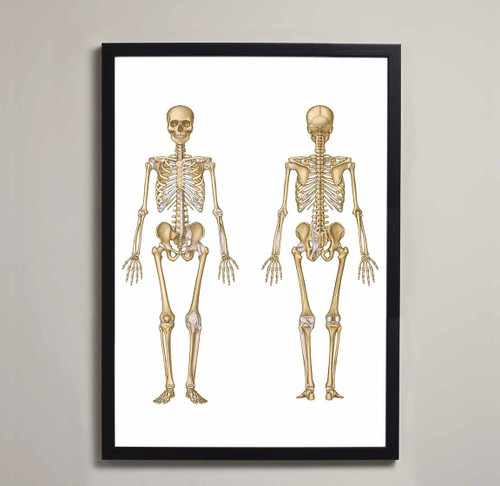 Skeleton Anatomy Fine Art Illustration Print