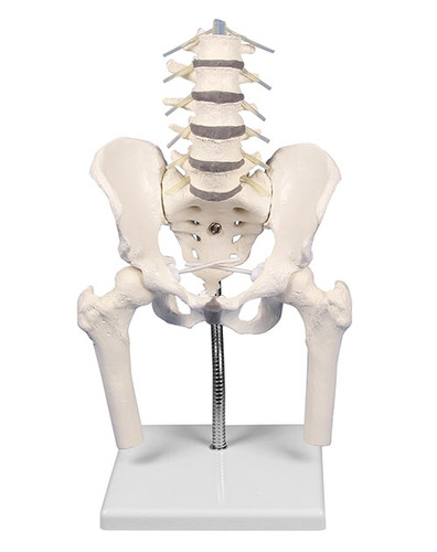 Flexible Lumbar Spine with Pelvis and Fermoral Stumps to Show Postural Faults (4045G)