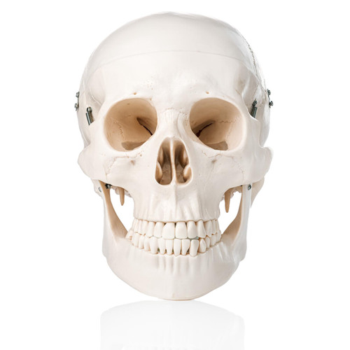 XC-104D Human Skull Model
