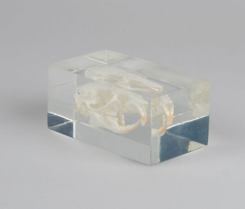 Guinea Pig Skull in Transparent Plastic Block