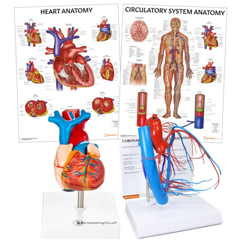 Heart Anatomy Collection Bundle Image