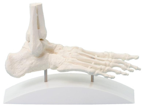 Foot Skeleton Model on Base