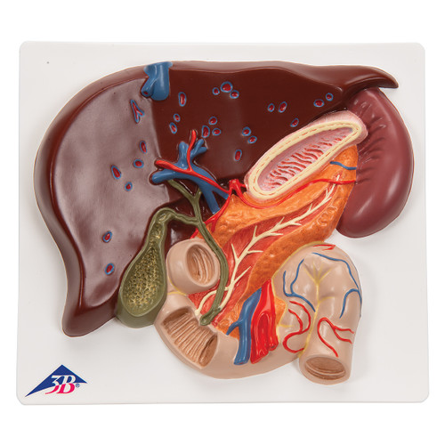 VE315 Liver Model with Gall Bladder