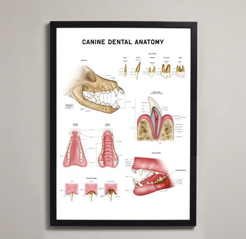 Canine Dental Anatomy Fine Art Print