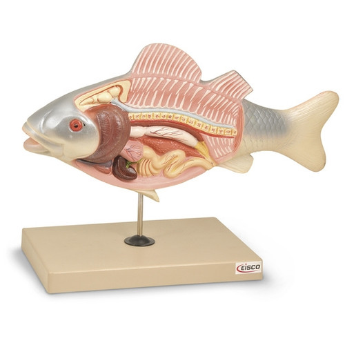 Fish Anatomy Model TBA1671-ZM0019