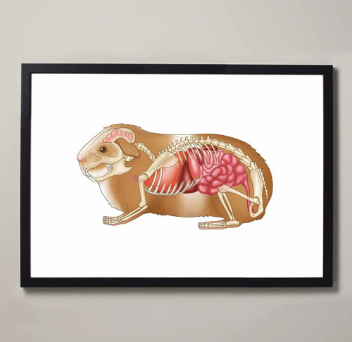 Guinea Pig Anatomy Fine Art Illustration Print