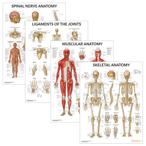 Physiotherapy 4 Poster Collection (Laminated)