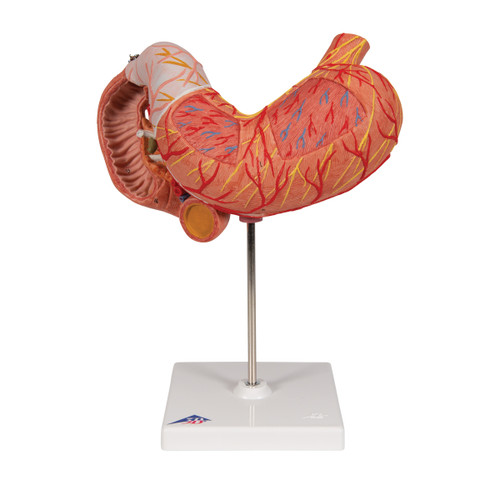 Stomach Anatomical Model (3 part) K16
