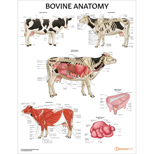 Bovine Anatomy Chart