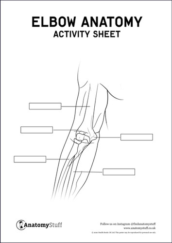 Elbow Anatomy Activity Sheet PDF