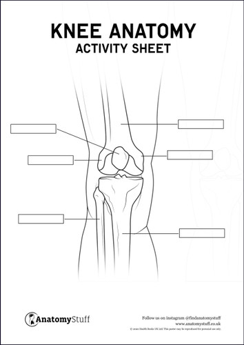 Knee Anatomy Activity Sheet PDF