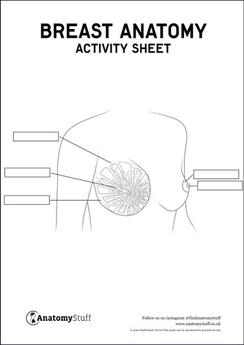 Breast Anatomy Activity Sheet Pdf