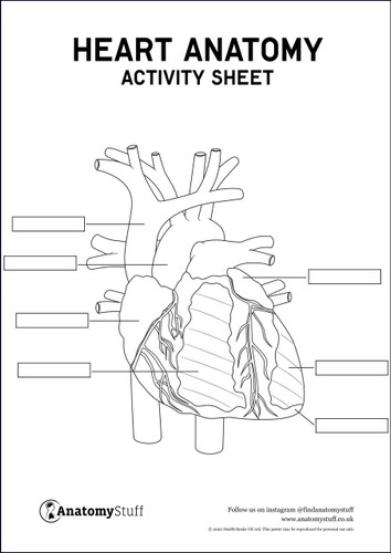 Heart Anatomy Activity Sheet PDF