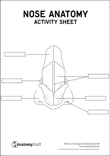 Nose Anatomy Activity Sheet PDF