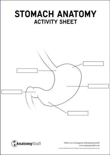 Stomach Anatomy Activity Sheet PDF