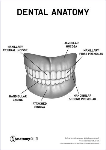 Dental Anatomy Poster PDF
