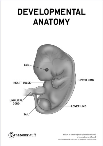 Developmental Anatomy Poster PDF