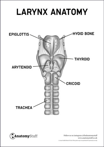 Larynx Anatomy Poster PDF