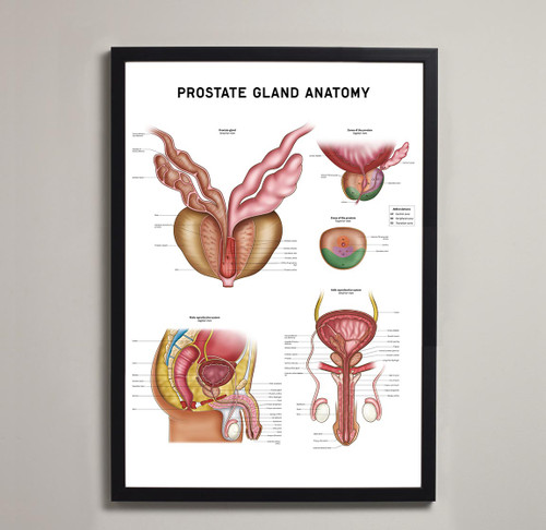 Prostate Anatomy Poster Framed Art