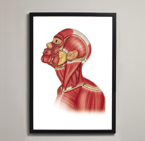 Framed Head Anatomical Print