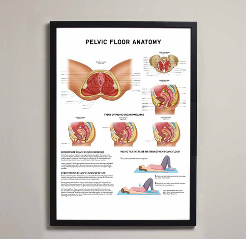 Framed Pelvic Floor Anatomical Poster