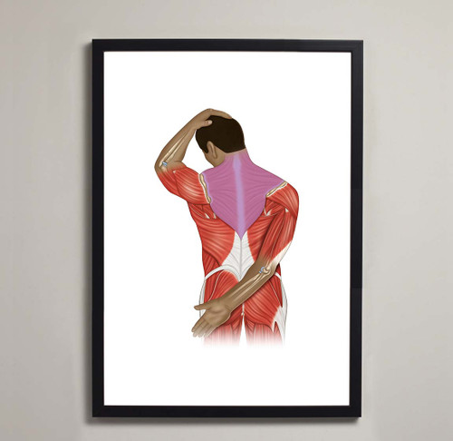 Stretching Anatomy Pose Fine Art Poster