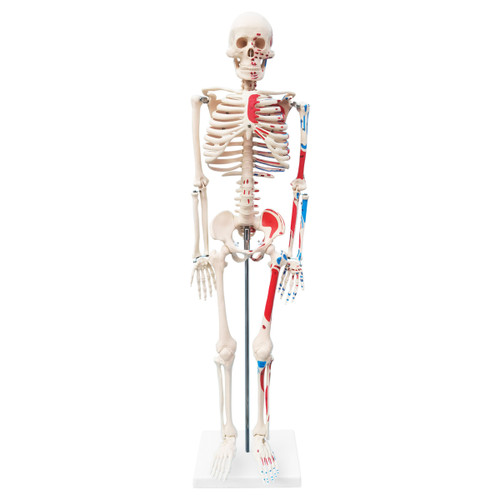 Budget Half Size Skeleton Model with Muscle Markings