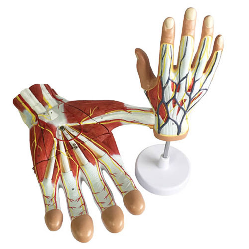 Human Hand Anatomy Model Set