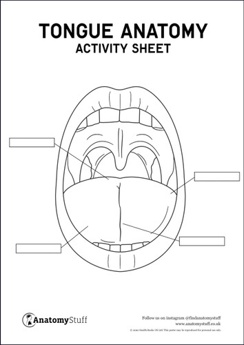 Tongue anatomy activity sheet poster pdf
