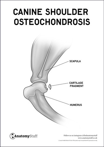 Canine Osteochondrosis shoulder poster pdf