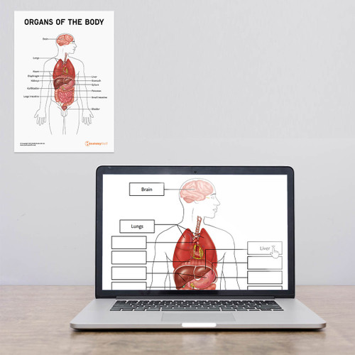 Organs of the Body Poster and Laptop Version