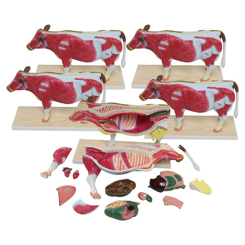 Small Cow Model Set
